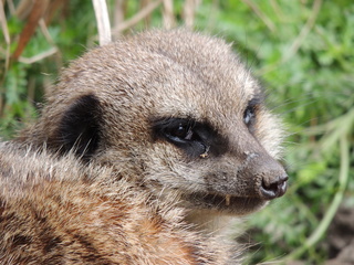 Filename=DSCN2686.JPG
Filesize=6233KiB
Dimensions=4608x3456
Date added=Sep 19, 2019 DSCN2686.JPG