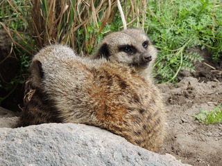 Filename=DSCN2687.JPG
Filesize=5927KiB
Dimensions=4608x3456
Date added=Sep 19, 2019 DSCN2687.JPG