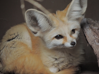 Filename=DSCN2688.JPG
Filesize=5435KiB
Dimensions=4608x3456
Date added=Sep 19, 2019 DSCN2688.JPG