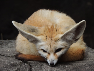 Filename=DSCN2689.JPG
Filesize=6213KiB
Dimensions=4608x3456
Date added=Sep 19, 2019 DSCN2689.JPG