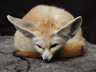 Filename=DSCN2690.JPG
Filesize=6153KiB
Dimensions=4608x3456
Date added=Sep 19, 2019 DSCN2690.JPG