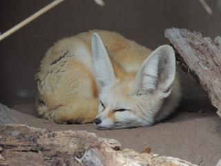 Filename=DSCN2691.JPG
Filesize=5417KiB
Dimensions=4608x3456
Date added=Sep 19, 2019 DSCN2691.JPG