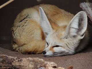 Filename=DSCN2692.JPG
Filesize=6112KiB
Dimensions=4608x3456
Date added=Sep 19, 2019 DSCN2692.JPG