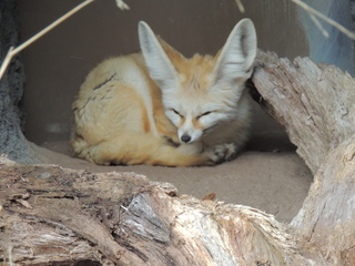 Filename=DSCN2693.JPG
Filesize=5590KiB
Dimensions=4608x3456
Date added=Sep 19, 2019 DSCN2693.JPG