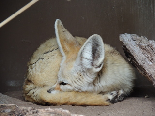 Filename=DSCN2694.JPG
Filesize=6202KiB
Dimensions=4608x3456
Date added=Sep 19, 2019 DSCN2694.JPG