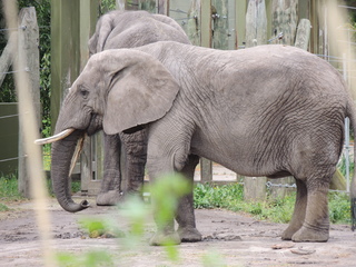 Filename=DSCN2710.JPG
Filesize=6177KiB
Dimensions=4608x3456
Date added=Sep 19, 2019 DSCN2710.JPG