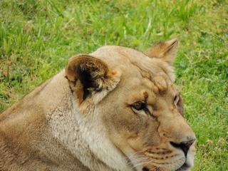 Filename=DSCN2712.JPG
Filesize=6215KiB
Dimensions=4608x3456
Date added=Sep 19, 2019 DSCN2712.JPG