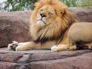 Filename=DSCN2718.JPG
Filesize=6284KiB
Dimensions=4608x3456
Date added=Sep 19, 2019 DSCN2718.JPG