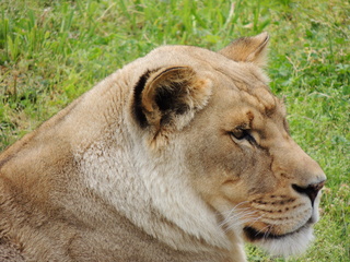 Filename=DSCN2720.JPG
Filesize=6223KiB
Dimensions=4608x3456
Date added=Sep 19, 2019 DSCN2720.JPG