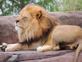 Filename=DSCN2726.JPG
Filesize=6340KiB
Dimensions=4608x3456
Date added=Sep 19, 2019 DSCN2726.JPG