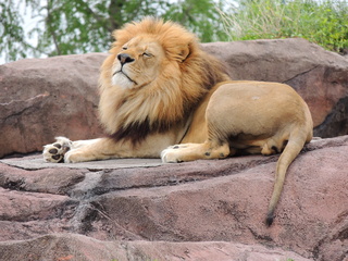 Filename=DSCN2729.JPG
Filesize=6333KiB
Dimensions=4608x3456
Date added=Sep 19, 2019 DSCN2729.JPG