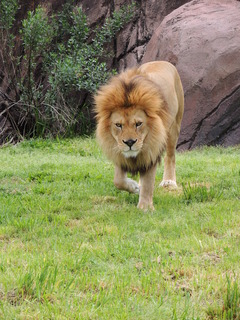 Filename=DSCN2733.JPG
Filesize=5859KiB
Dimensions=3456x4608
Date added=Sep 19, 2019 DSCN2733.JPG