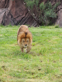 Filename=DSCN2734.JPG
Filesize=5609KiB
Dimensions=3456x4608
Date added=Sep 19, 2019 DSCN2734.JPG