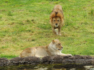 Filename=DSCN2735.JPG
Filesize=5558KiB
Dimensions=4608x3456
Date added=Sep 19, 2019 DSCN2735.JPG