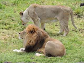 Filename=DSCN2738.JPG
Filesize=6084KiB
Dimensions=4608x3456
Date added=Sep 19, 2019 DSCN2738.JPG