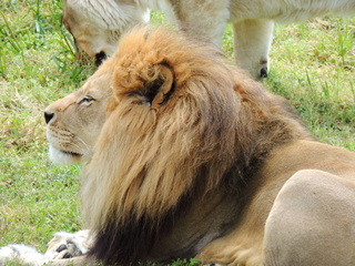 Filename=DSCN2739.JPG
Filesize=6124KiB
Dimensions=4608x3456
Date added=Sep 19, 2019 DSCN2739.JPG