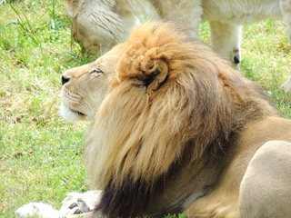 Filename=DSCN2740.JPG
Filesize=6184KiB
Dimensions=4608x3456
Date added=Sep 19, 2019 DSCN2740.JPG