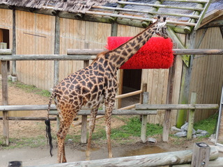 Filename=DSCN2747.JPG
Filesize=5699KiB
Dimensions=4608x3456
Date added=Sep 19, 2019 DSCN2747.JPG