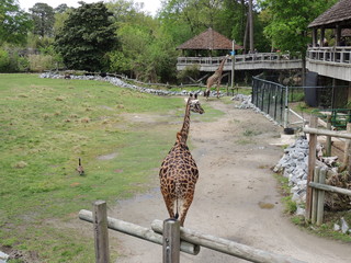 Filename=DSCN2749.JPG
Filesize=5315KiB
Dimensions=4608x3456
Date added=Sep 19, 2019 DSCN2749.JPG