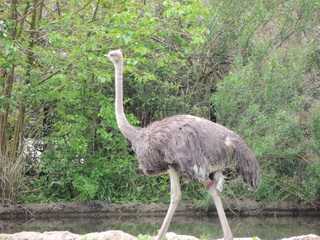 Filename=DSCN2750.JPG
Filesize=6090KiB
Dimensions=4608x3456
Date added=Sep 19, 2019 DSCN2750.JPG