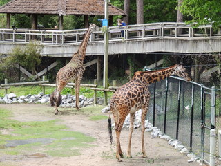 Filename=DSCN2752.JPG
Filesize=5549KiB
Dimensions=4608x3456
Date added=Sep 19, 2019 DSCN2752.JPG