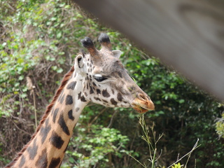 Filename=DSCN2755.JPG
Filesize=6127KiB
Dimensions=4608x3456
Date added=Sep 19, 2019 DSCN2755.JPG