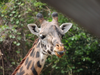 Filename=DSCN2756.JPG
Filesize=6043KiB
Dimensions=4608x3456
Date added=Sep 19, 2019 DSCN2756.JPG