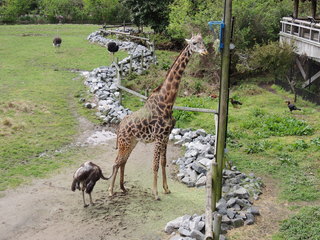 Filename=DSCN2760.JPG
Filesize=5133KiB
Dimensions=4608x3456
Date added=Sep 19, 2019 DSCN2760.JPG