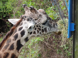 Filename=DSCN2762.JPG
Filesize=6304KiB
Dimensions=4608x3456
Date added=Sep 19, 2019 DSCN2762.JPG