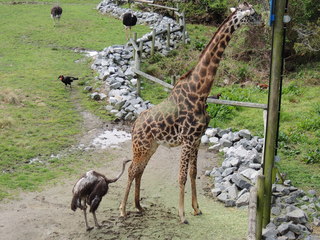 Filename=DSCN2763.JPG
Filesize=5554KiB
Dimensions=4608x3456
Date added=Sep 19, 2019 DSCN2763.JPG