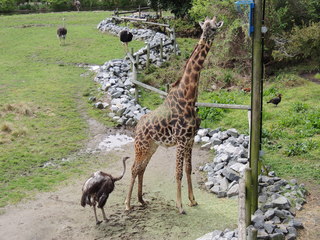 Filename=DSCN2764.JPG
Filesize=5583KiB
Dimensions=4608x3456
Date added=Sep 19, 2019 DSCN2764.JPG