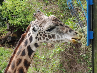 Filename=DSCN2765.JPG
Filesize=6152KiB
Dimensions=4608x3456
Date added=Sep 19, 2019 DSCN2765.JPG