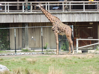 Filename=DSCN2768.JPG
Filesize=6097KiB
Dimensions=4608x3456
Date added=Sep 19, 2019 DSCN2768.JPG