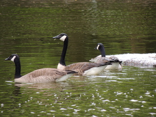 Filename=DSCN2780.JPG
Filesize=6116KiB
Dimensions=4608x3456
Date added=Sep 19, 2019 DSCN2780.JPG