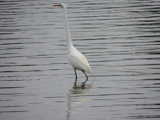 Filename=DSCN2783.JPG
Filesize=5810KiB
Dimensions=4608x3456
Date added=Sep 19, 2019 DSCN2783.JPG