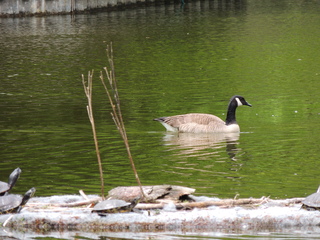 Filename=DSCN2785.JPG
Filesize=6269KiB
Dimensions=4608x3456
Date added=Sep 19, 2019 DSCN2785.JPG