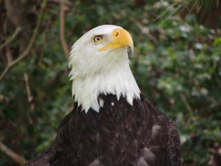 Filename=DSCN2787.JPG
Filesize=5885KiB
Dimensions=4608x3456
Date added=Sep 19, 2019 DSCN2787.JPG