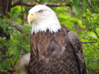 Filename=DSCN2790.JPG
Filesize=6102KiB
Dimensions=4608x3456
Date added=Sep 19, 2019 DSCN2790.JPG