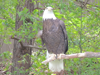 Filename=DSCN2791.JPG
Filesize=5685KiB
Dimensions=4608x3456
Date added=Sep 19, 2019 DSCN2791.JPG