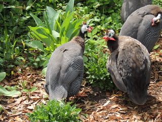 Filename=DSCN2794.JPG
Filesize=5924KiB
Dimensions=4608x3456
Date added=Sep 19, 2019 DSCN2794.JPG