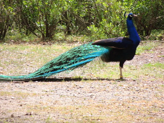 Filename=DSCN2795.JPG
Filesize=6056KiB
Dimensions=4608x3456
Date added=Sep 19, 2019 DSCN2795.JPG