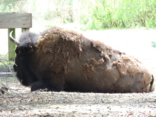 Filename=DSCN2796.JPG
Filesize=6175KiB
Dimensions=4608x3456
Date added=Sep 19, 2019 DSCN2796.JPG