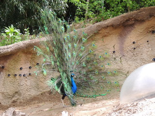 Filename=DSCN2798.JPG
Filesize=5649KiB
Dimensions=4608x3456
Date added=Sep 19, 2019 DSCN2798.JPG