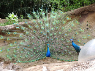 Filename=DSCN2799.JPG
Filesize=5520KiB
Dimensions=4608x3456
Date added=Sep 19, 2019 DSCN2799.JPG