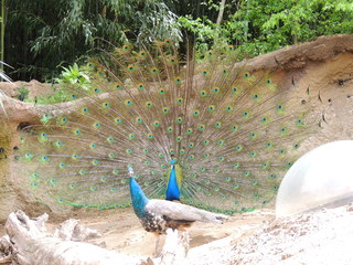 Filename=DSCN2801.JPG
Filesize=5686KiB
Dimensions=4608x3456
Date added=Sep 19, 2019 DSCN2801.JPG