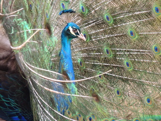 Filename=DSCN2803.JPG
Filesize=6036KiB
Dimensions=4608x3456
Date added=Sep 19, 2019 DSCN2803.JPG