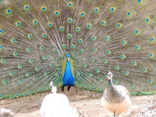 Filename=DSCN2806.JPG
Filesize=5517KiB
Dimensions=4608x3456
Date added=Sep 19, 2019 DSCN2806.JPG