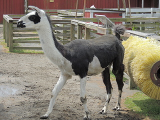 Filename=DSCN2809.JPG
Filesize=6171KiB
Dimensions=4608x3456
Date added=Sep 19, 2019 DSCN2809.JPG