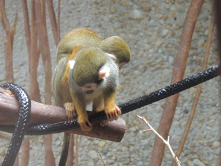 Filename=DSCN2815.JPG
Filesize=5419KiB
Dimensions=4608x3456
Date added=Sep 19, 2019 DSCN2815.JPG