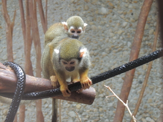 Filename=DSCN2816.JPG
Filesize=5354KiB
Dimensions=4608x3456
Date added=Sep 19, 2019 DSCN2816.JPG